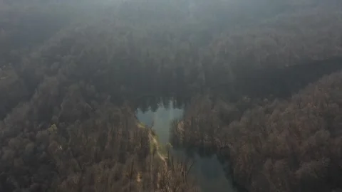 Lake in the forest 2 Vidéo 336901034