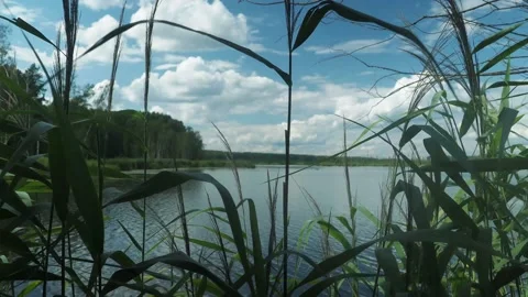 Lake in the forest and grass 動画素材 158330611