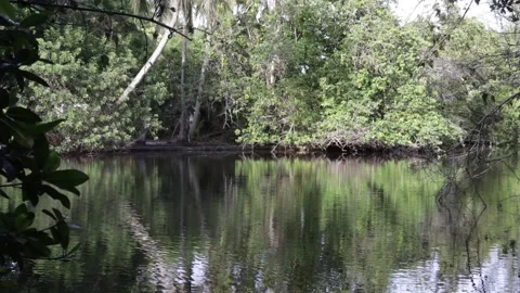 Lake in the forest on a background of palm trees and different trees Stock Footage 131065484