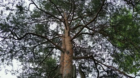 Lake in the forest with a drone Stock Footage 238502639