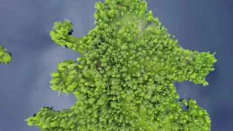 Lake in the forest with a drone Stock Footage 238502682