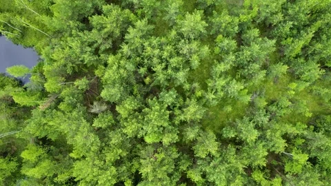 Lake in the forest with a drone Stock Footage 238502692