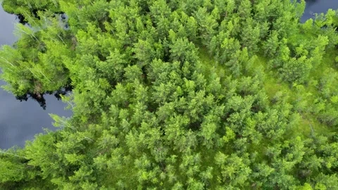 Lake in the forest with a drone Stock Footage 238502723