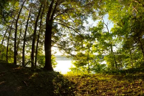 Lake Forest Dusk Stock Photos