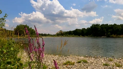 Lake in the forest with flowers Stock Footage 229568740