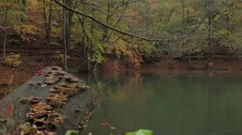 Lake. Forest Stock Footage 43327390