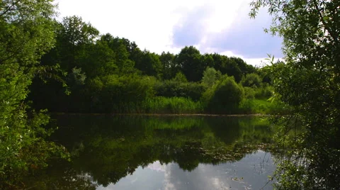The lake in a forest 動画素材 51727196