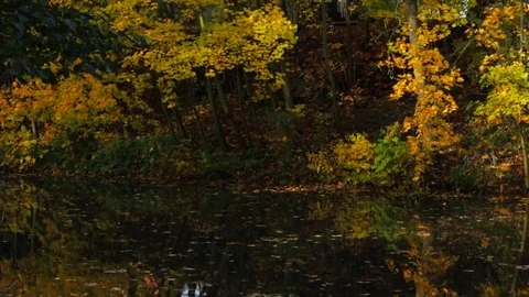 Lake in the forest Stock Footage 81294663