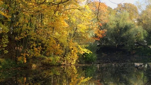 Lake in the forest Stock Footage 81363911