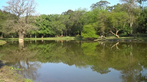 Lake in the Forest Vidéo 94240202