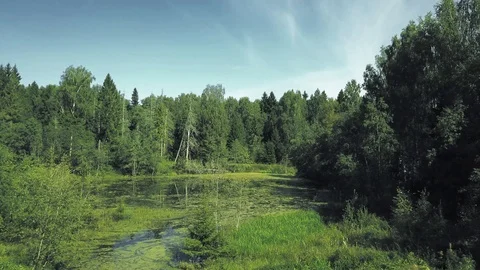 Lake in forest Stock Footage