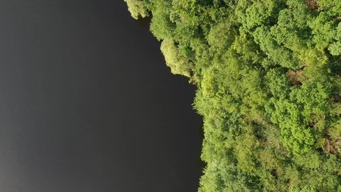 Lake forest Stock Footage 114766257