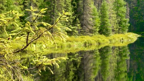 A Lake in the Forest Stock Footage 115271263
