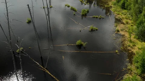 Lake in the forest 스톡 동영상 116982828