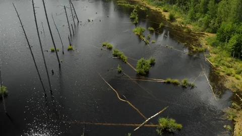 Lake in the forest 스톡 동영상 116983133