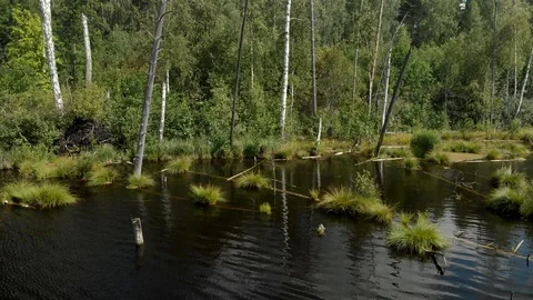 Lake in the forest 스톡 동영상 116983240