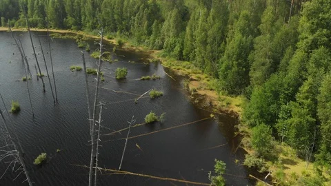 Lake in the forest 스톡 동영상 116983683