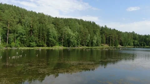 Lake in the forest Stock Footage