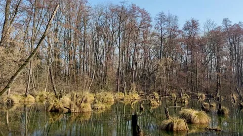 Lake in forest Video stock 151170927