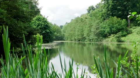 Lake in forest Stock Footage 177496736