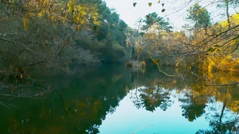 A Lake On The Forest Stock Footage 272639459