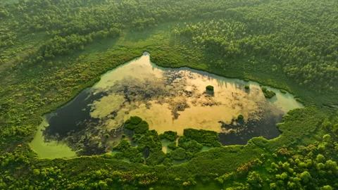 Lake in forest. Lake in shape of a heart in forest. Freshwater Lakes Stockbeeldmateriaal 201160356