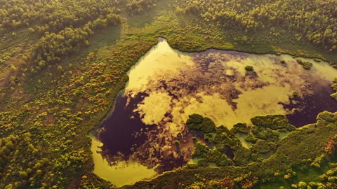 Lake in forest. Lake in shape of a heart in forest. Stock Footage 201381280
