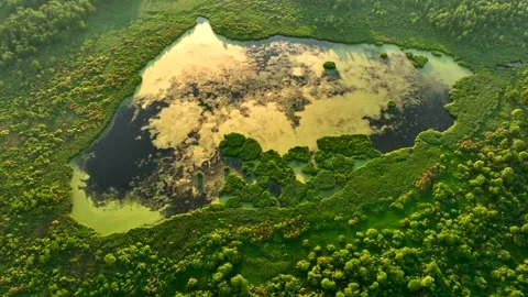 Lake in forest. Lake in shape of a heart in forest. Freshwater Lakes Vidéo 201381634