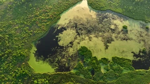 Lake in forest. Lake in shape of a heart in forest. Freshwater Lakes Video stock 201383375