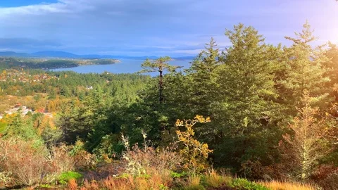 Lake Forest Mountain Background Landscape Nature Sun Water View Sunset Stock Footage 109664062
