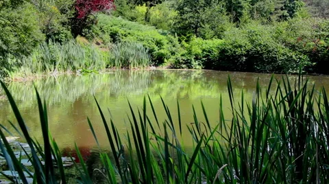 Lake in the Forest Nature Background Stock Footage 42890693