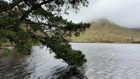 Lake in the forest, old pine in the water, Kylemore Abbey, Ireland. Stock-Footage 314380264