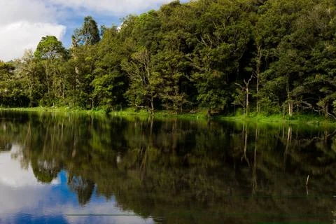 Lake forest Stock Photos