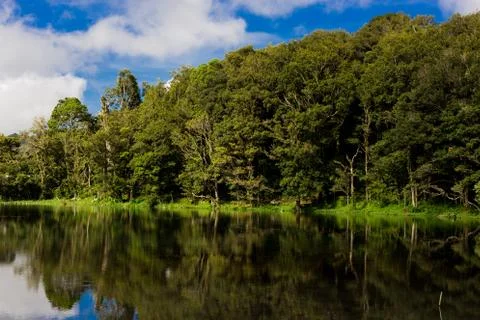 Lake forest Stock Photos