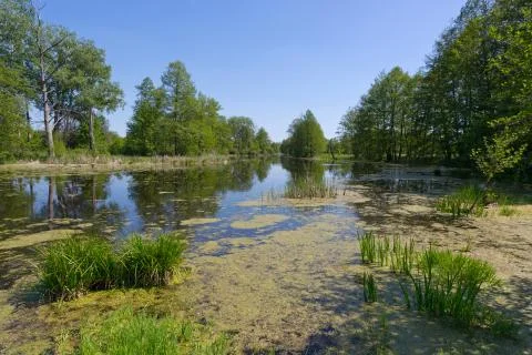 Lake in forest Stock Photos