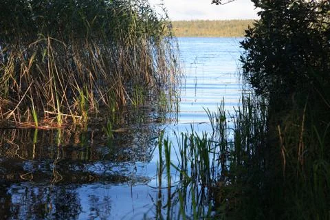 Lake In Forest Stock Photos