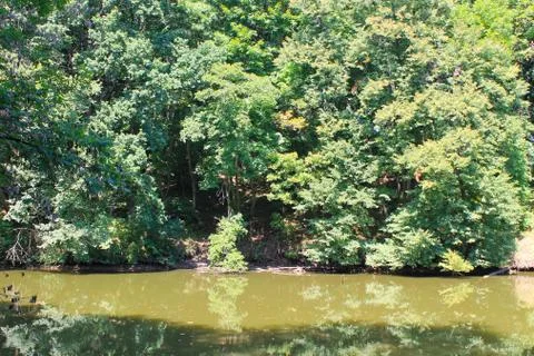 Lake in forest Stock Photos