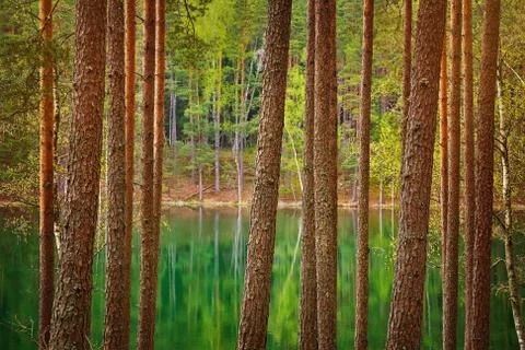 Lake in the Forest Stock Photos