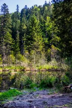 Lake in the forest Stock Photos
