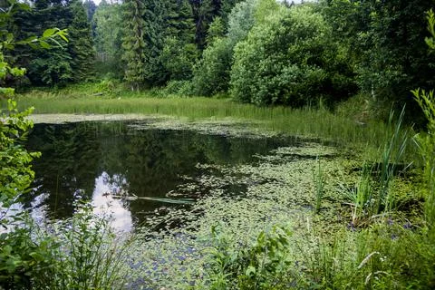 Lake in the forest Stock Photos