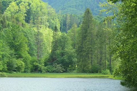 Lake in the forest 스톡 사진