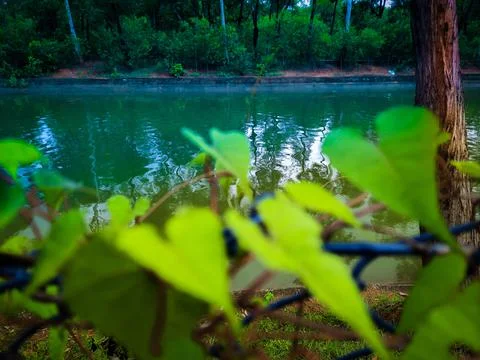 Lake in the forest Foto stock