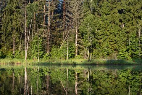 Lake in the forest Stock Photos