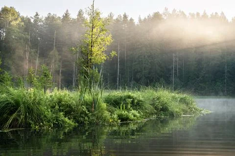 Lake in the forest Foto stock