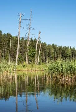 Lake in the forest Stock Photos