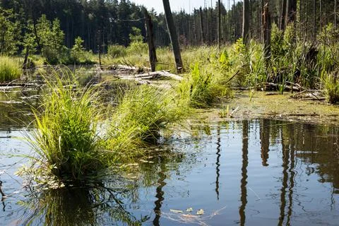 Lake in the forest Stock Photos