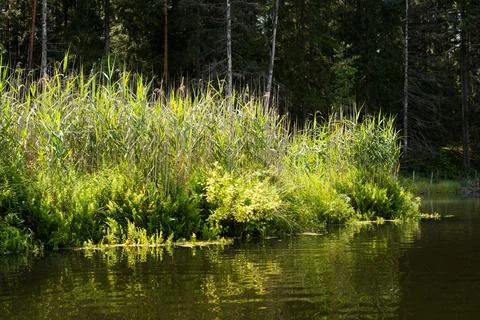Lake in the forest Stock Photos