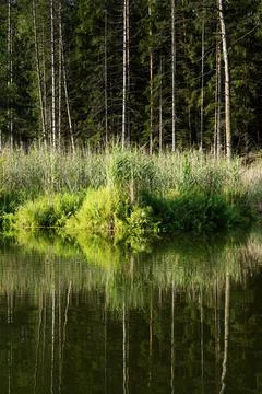 Lake in the forest Stock Photos