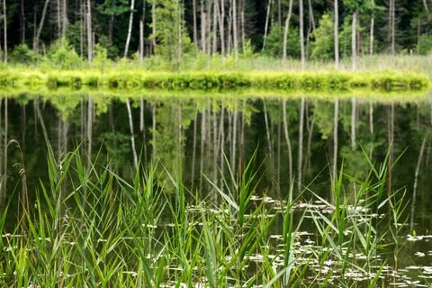 Lake in the forest Stock Photos