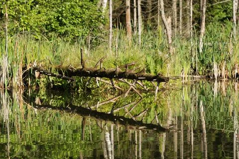 Lake in the forest Stock Photos